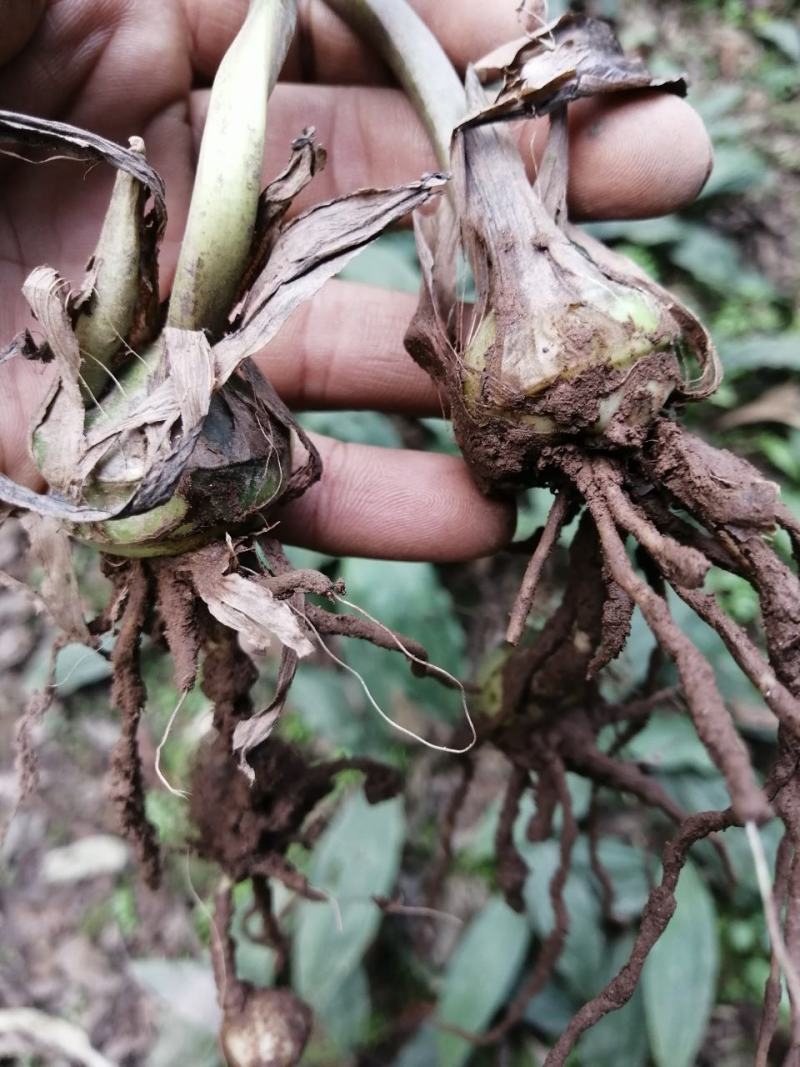 毛慈姑，统货，大货，小货