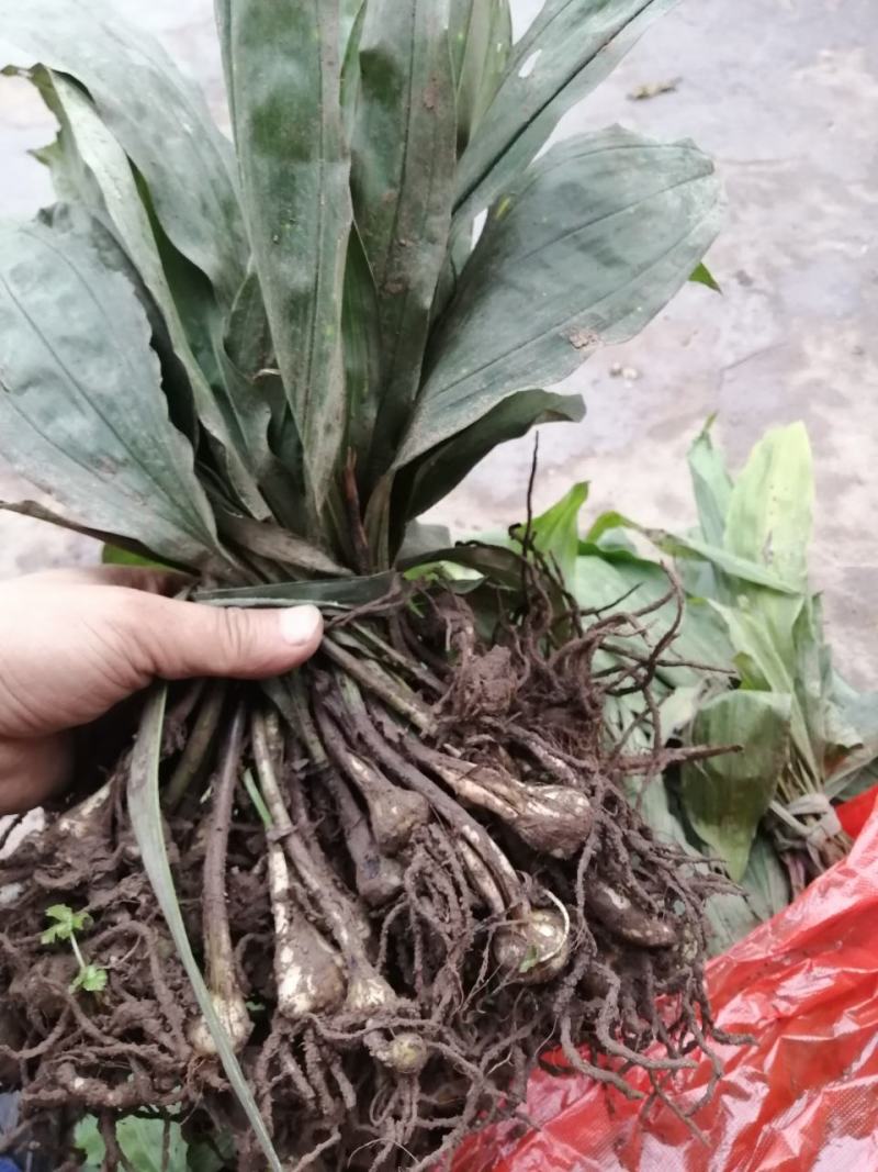毛慈姑，统货，大货，小货