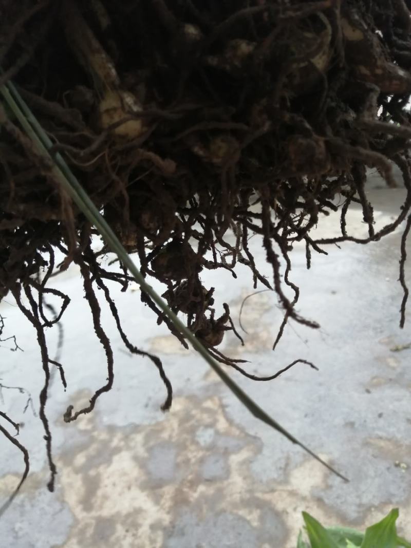 毛慈姑，统货，大货，小货