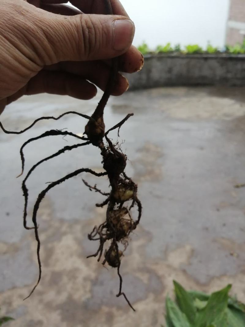 毛慈姑，统货，大货，小货