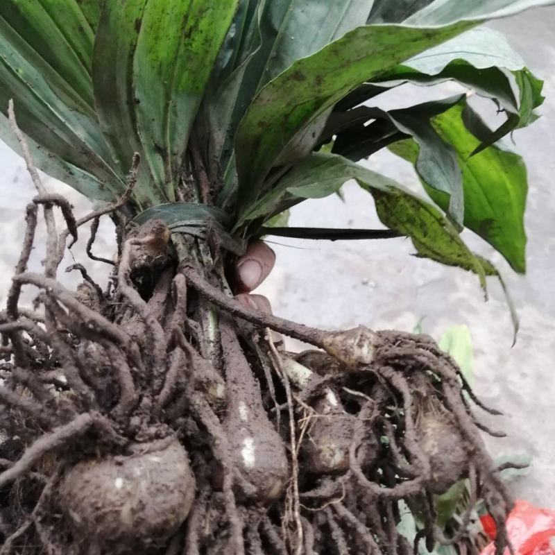 毛慈姑，统货，大货，小货