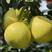 【柚子】漳州葡萄柚新鲜水果现货现摘现发皮薄肉厚多汁包邮