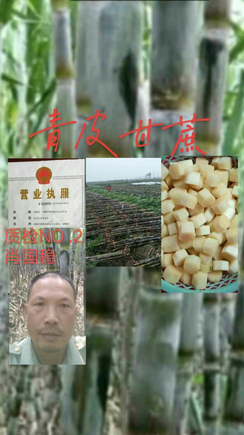 青皮甘蔗仙桃市一屋嘴甘蔗种植合作社，办理买货，找车，装货