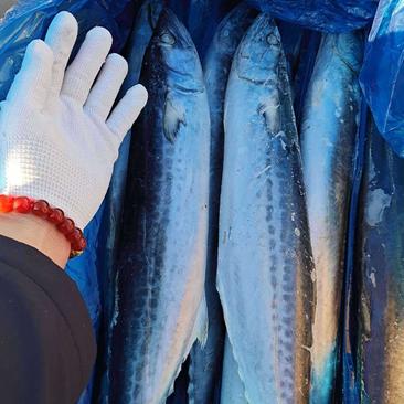 燕尾鲅鱼船冻及时4两到3斤都有一手货源厂家直供可视频看货