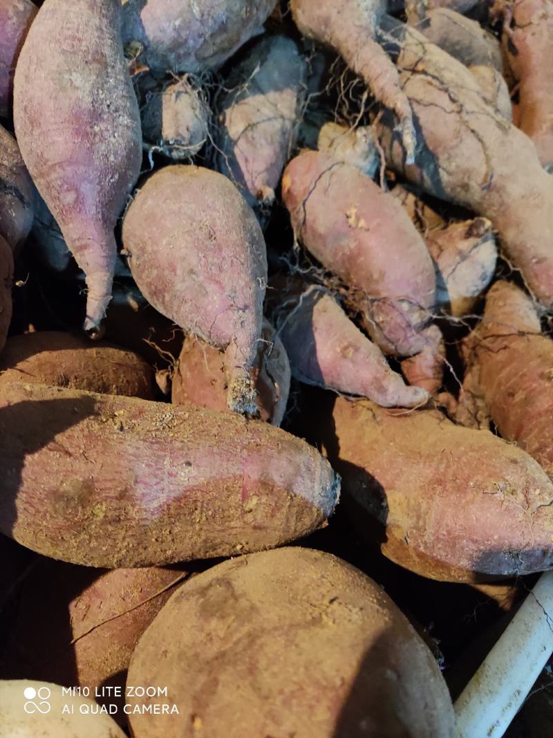 热销山东红薯板栗薯皮毛好口感甜块型好货源充足稳定可视频