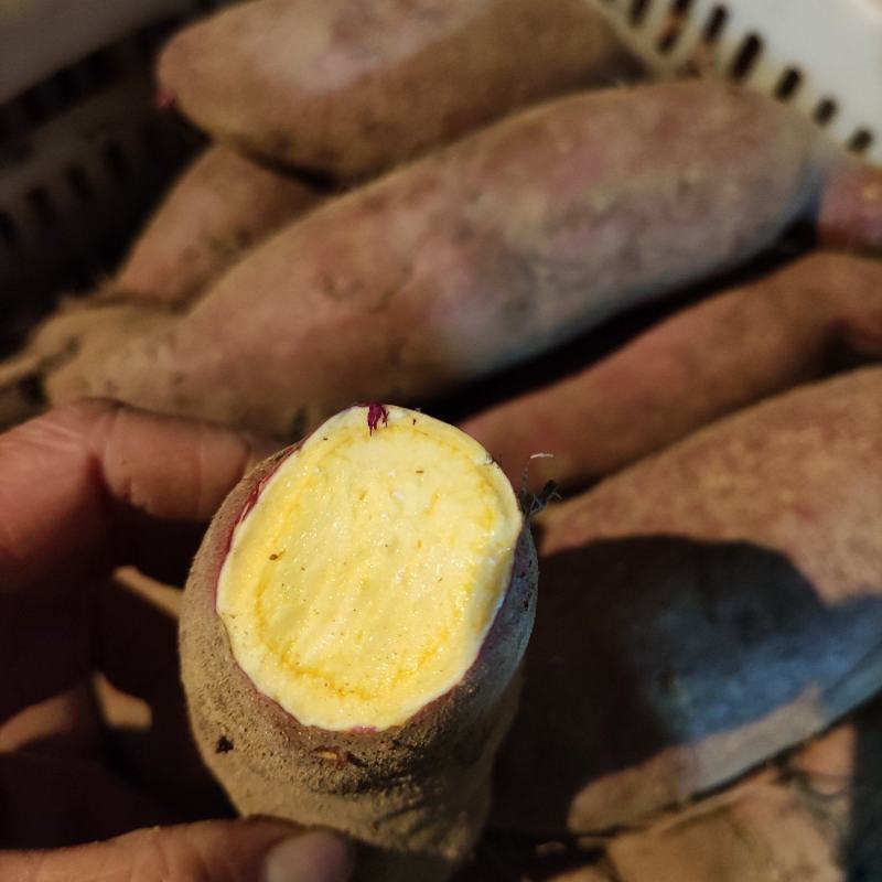 热销山东红薯板栗薯皮毛好口感甜块型好货源充足稳定可视频