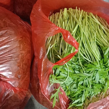 芦蒿，青芦蒿，精品芦蒿，毛芦蒿，净芦蒿，欢迎下单