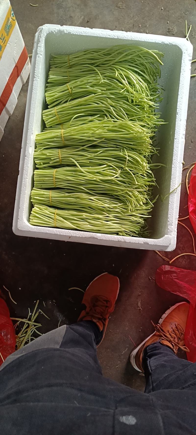 芦蒿，青芦蒿，精品芦蒿，毛芦蒿，净芦蒿，欢迎下单