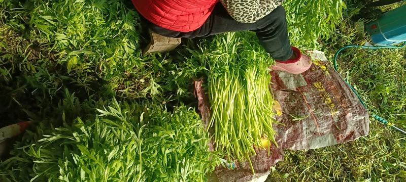 芦蒿，青芦蒿，精品芦蒿，毛芦蒿，净芦蒿，欢迎下单