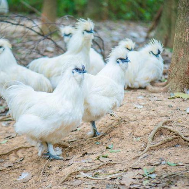 白乌优质白凤乌鸡苗泰和乌鸡乌骨鸡苗白毛乌鸡出壳苗存活率高