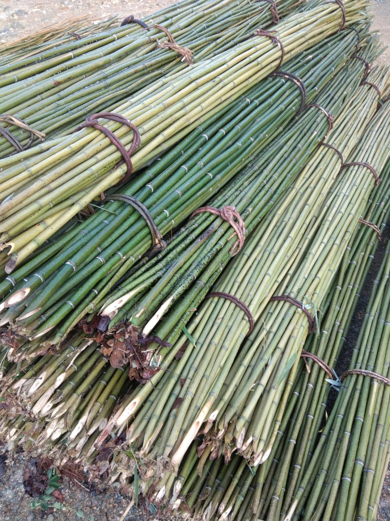 竹竿