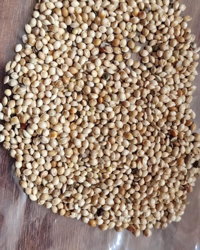 厂家大量批发白黍子红黍子黑黍子五色黍子