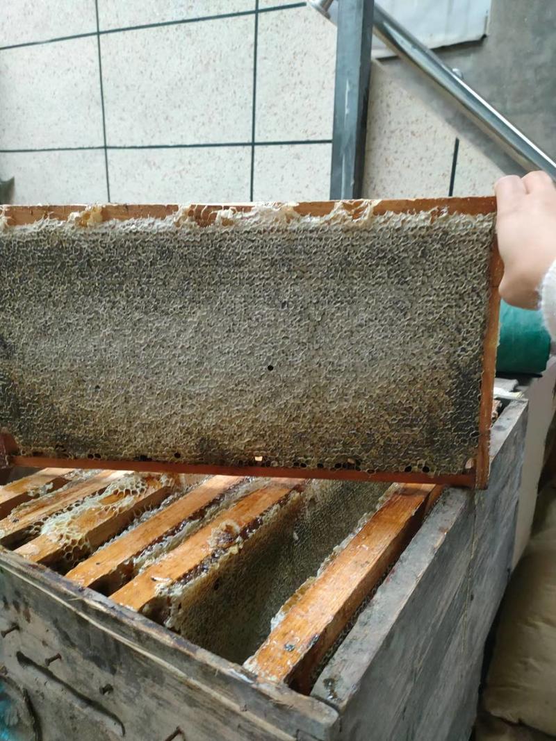 蜂巢蜜老蜜脾封盖率好纯蜂蜜产亍秦岭群山之中支持批发零售。