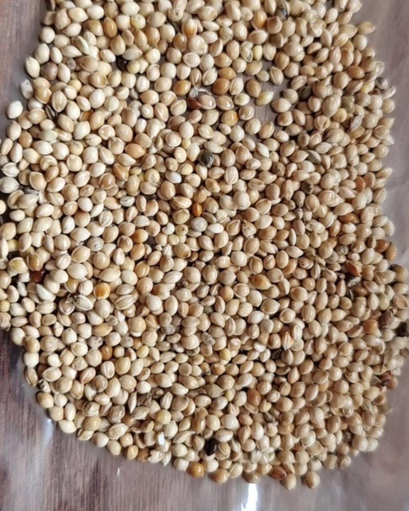 厂家大量批发白黍子红黍子黑黍子五色黍子