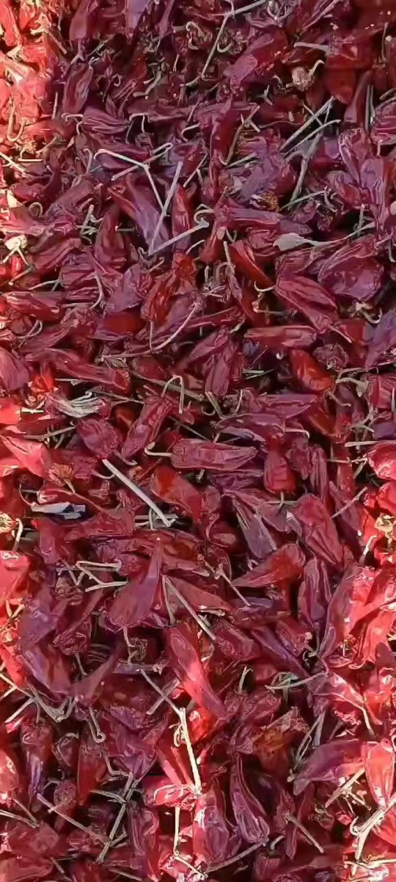 辣椒干辣椒开鲁县北京红红干椒大量上市产地直销品质保证