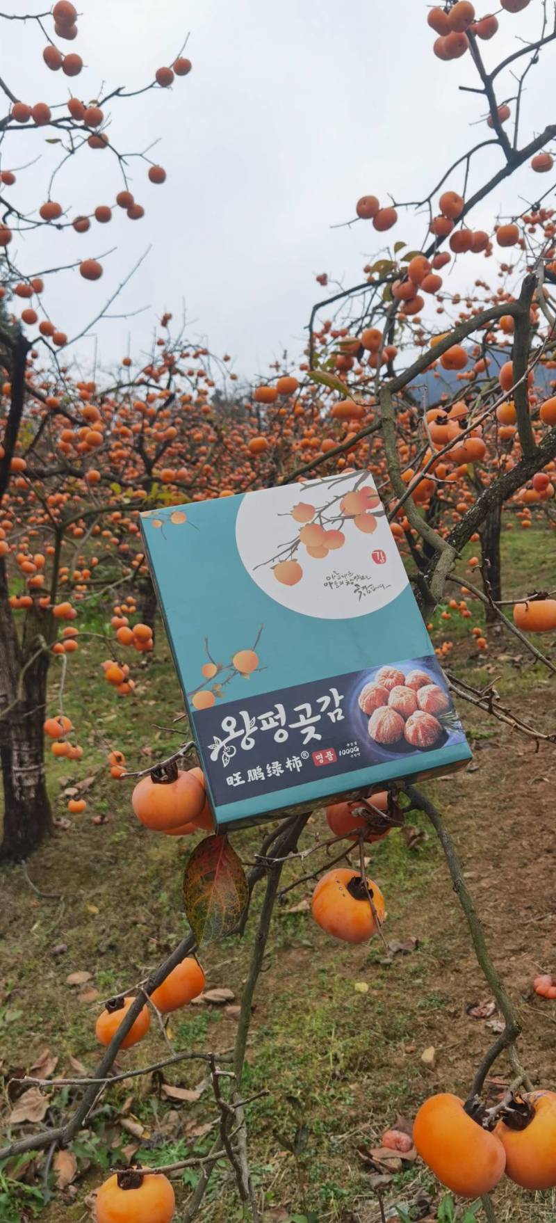 桂林糖心柿子饼，2023新款，有食品生产许可证一级货
