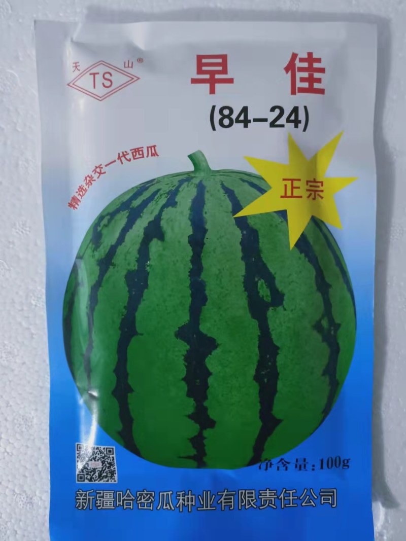 西瓜苗8424西瓜苗嫁接西瓜苗寿光西瓜苗批发基地