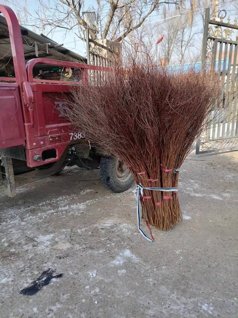 干支雪柳枝条批发，新条花苞密，分支多