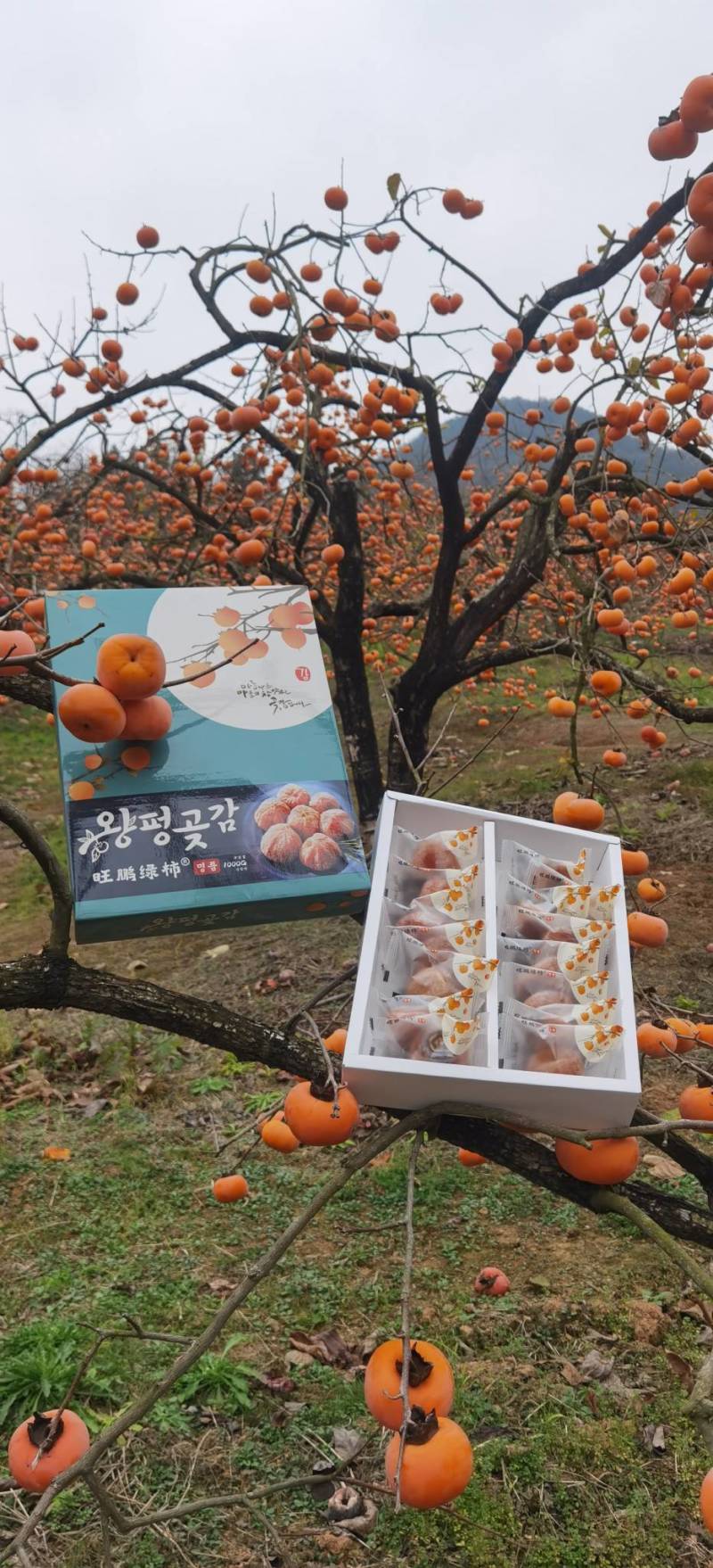 桂林糖心柿子饼，2023新款，有食品生产许可证一级货