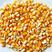 干玉米北大荒集团玉米现货，长期现货，寻长期需求客户