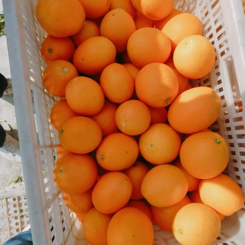 优质脐橙品种齐全口味纯甜果园看货以质论价欢迎定购