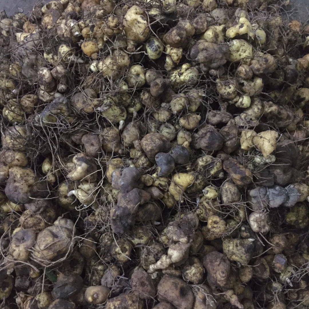 雅安石棉县 黄精 产地直销 一手货源 长期供货欢迎咨询采购