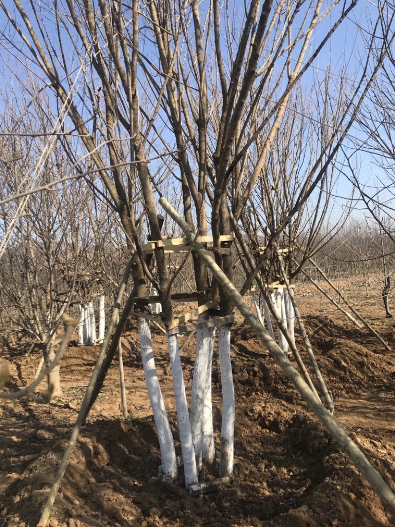 丛生元宝枫