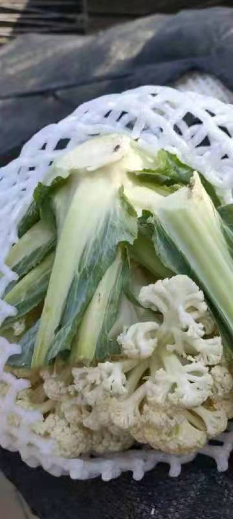 菜花，万亩基地，有机菜花，有，要的联系我，价格美丽