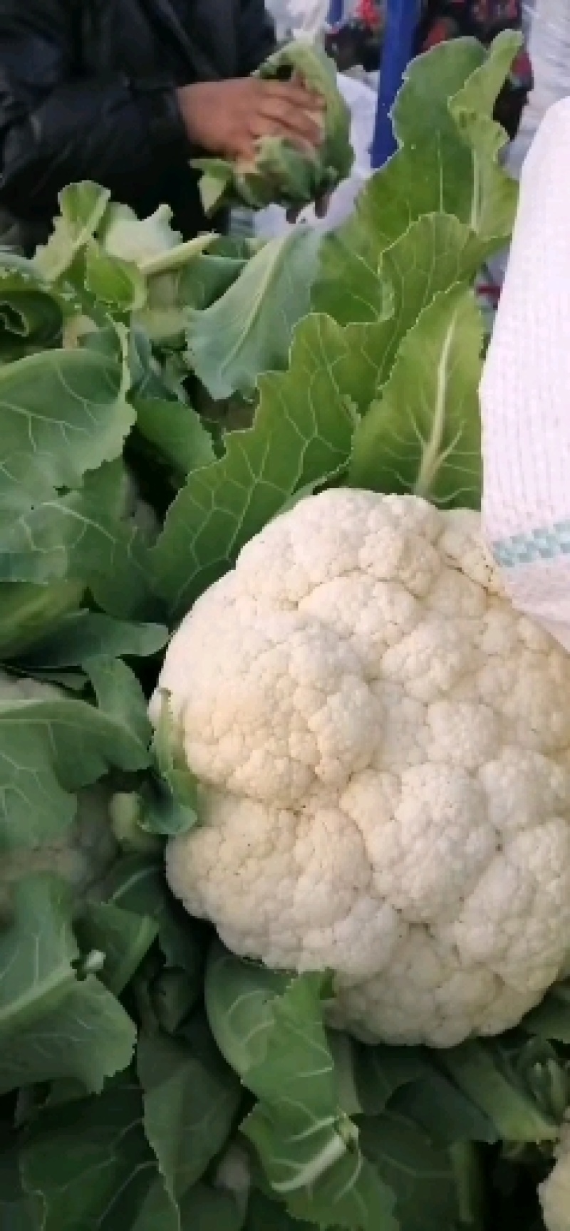 菜花，万亩基地，有机菜花，有，要的联系我，价格美丽