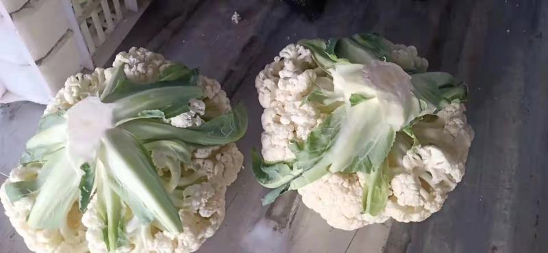 菜花，万亩基地，有机菜花，有，要的联系我，价格美丽