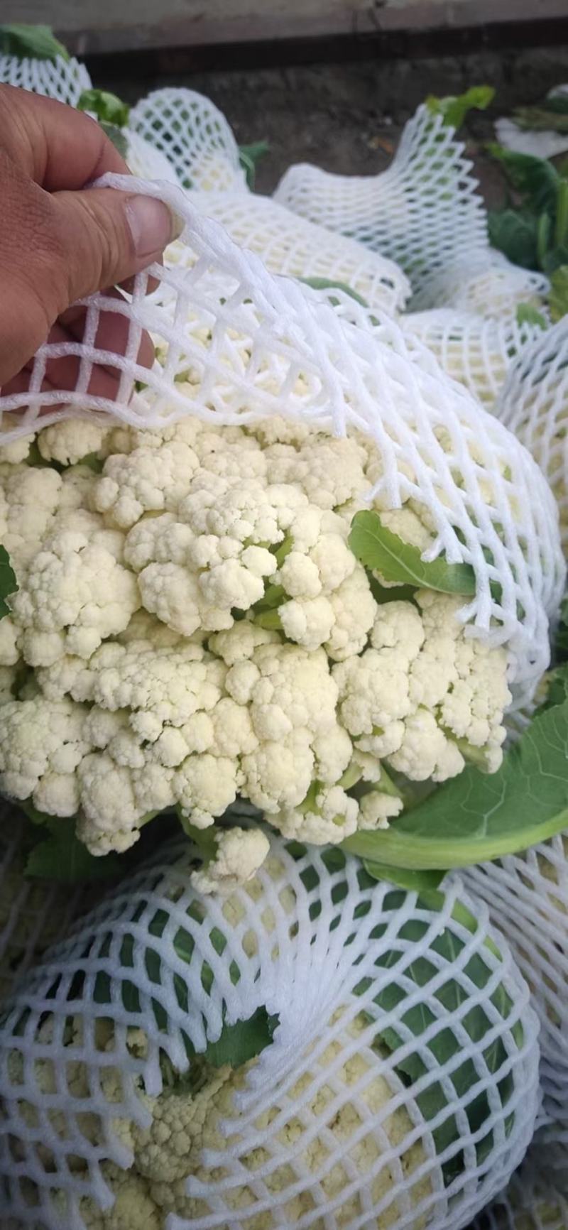 菜花，万亩基地，有机菜花，有，要的联系我，价格美丽