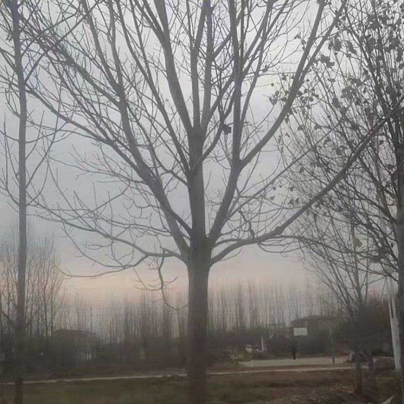 白腊