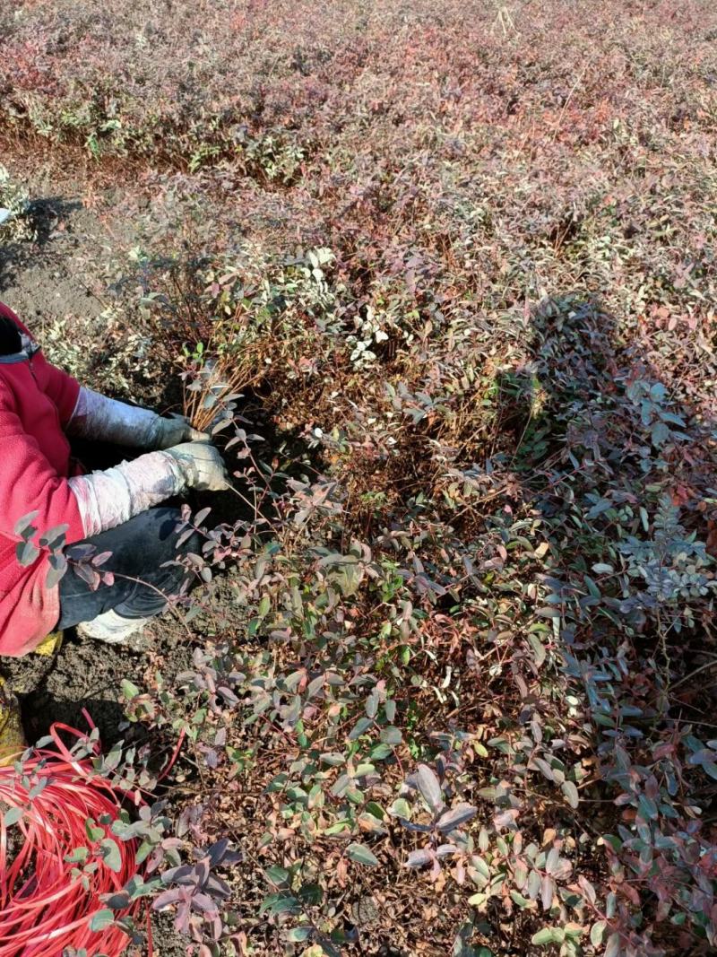 金丝桃四十以上高度大量现货无中间商差价欢迎订购