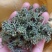 足年优质无杂西洋参花原产地批发量大从优欢迎选购