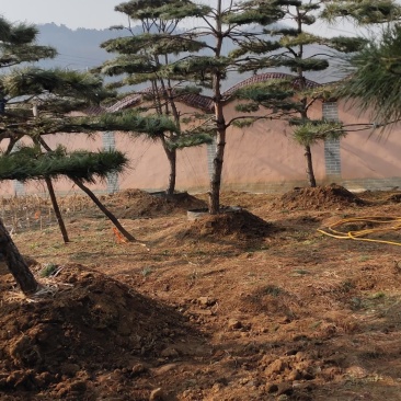 造型松造型黑松基地景观松迎客松平顶松产地直发