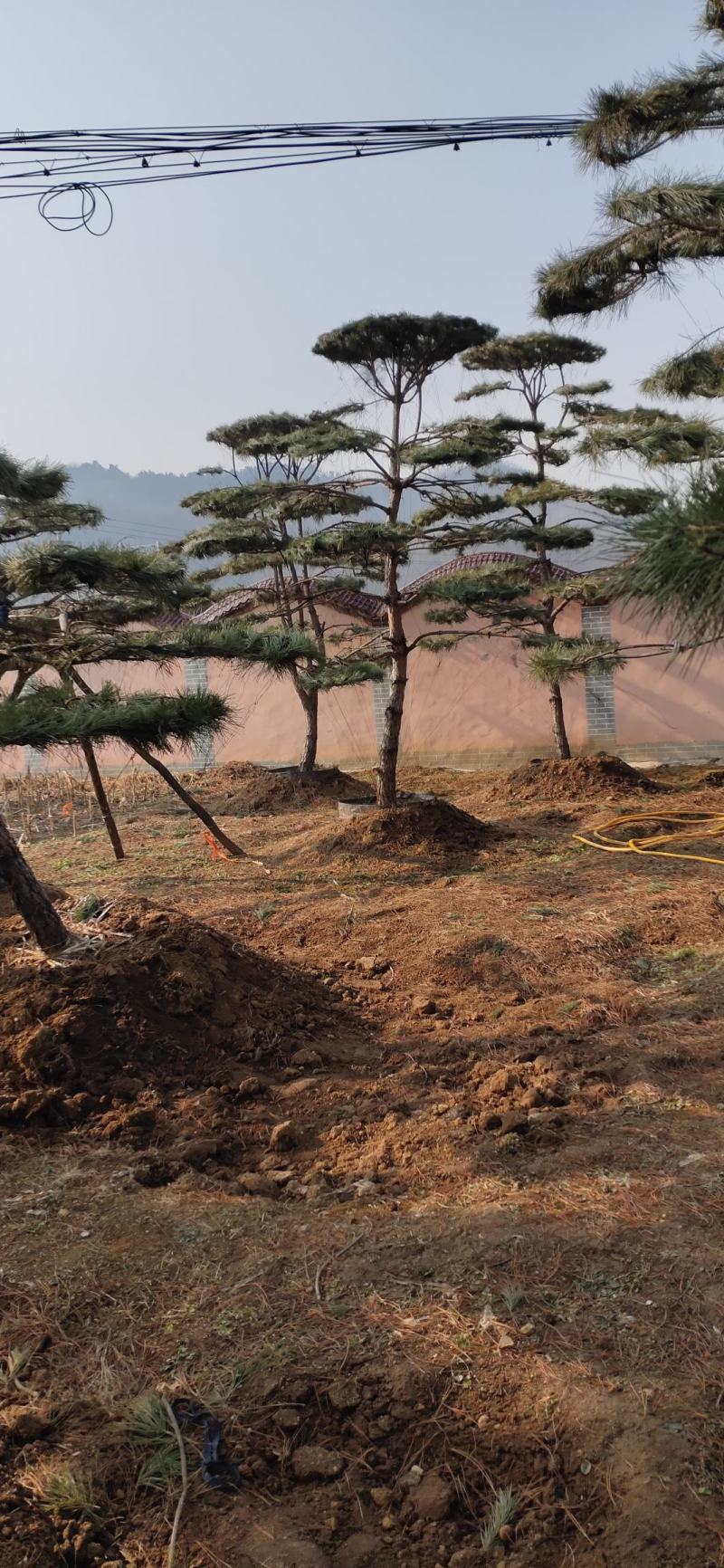 造型松造型黑松基地景观松迎客松平顶松产地直发