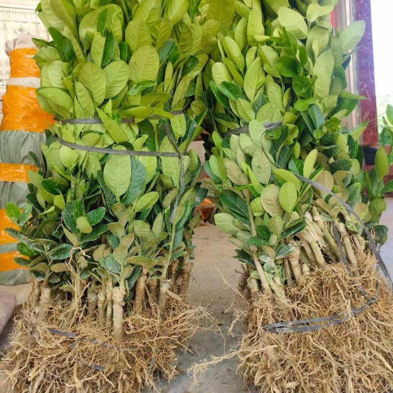 广东香水柠檬树苗奶茶店专用四季香水柠檬无籽嫁接苗果树盆栽
