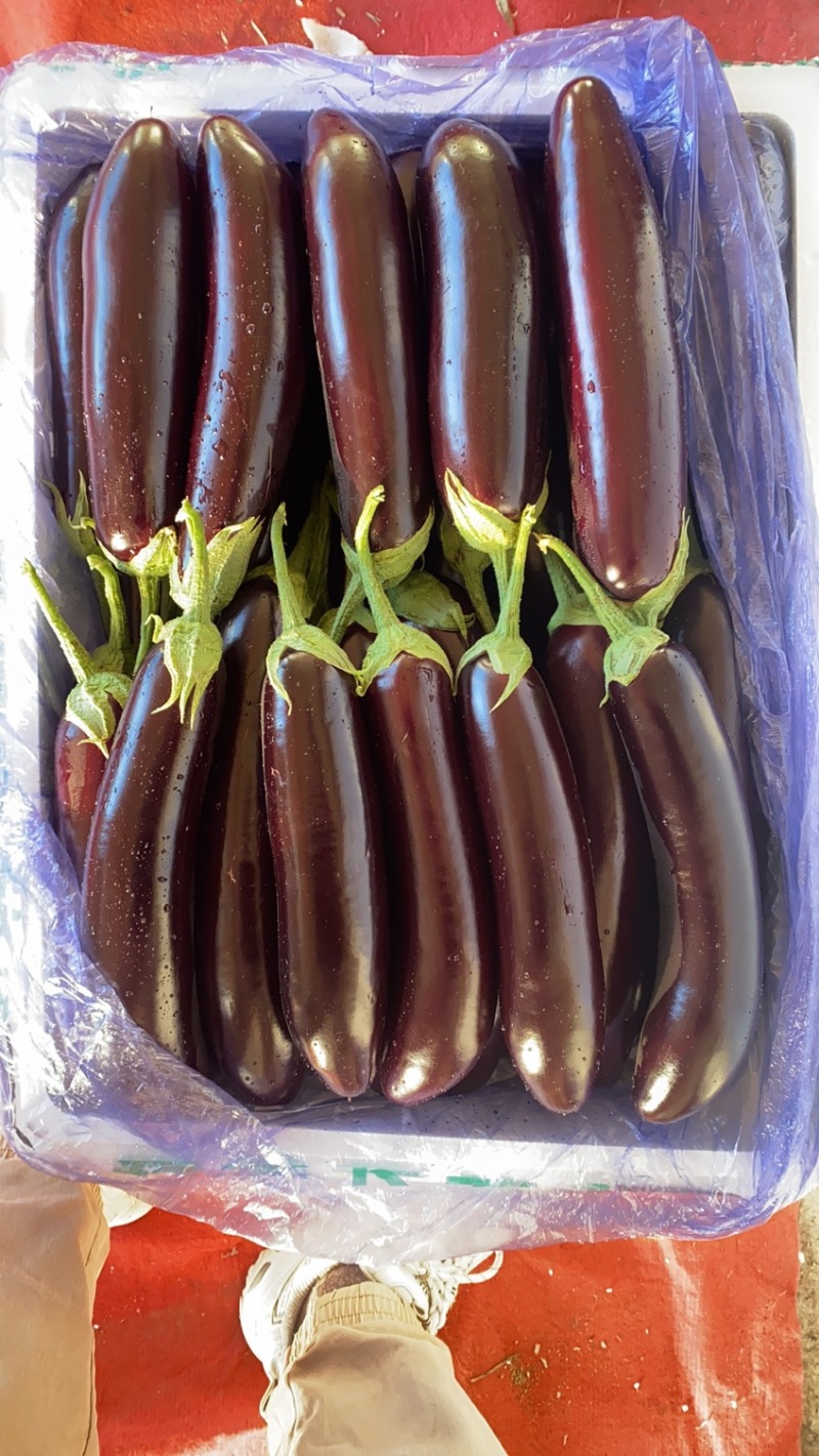 冠红长茄