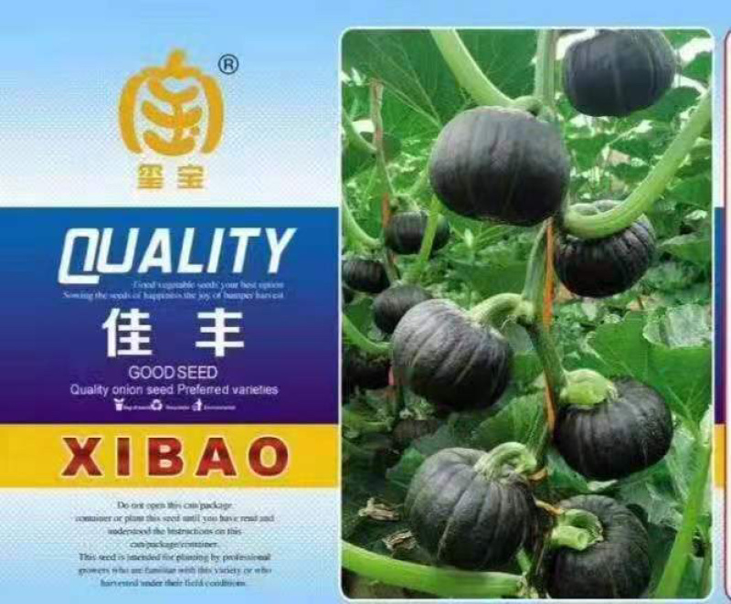 厂家直发新品种贝贝南瓜板栗南瓜银栗惠和种子包邮蔬菜种子