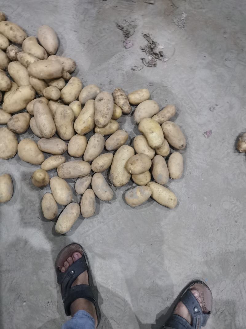 【精选】开封黄心土豆中薯海薯一手货源量大从优可对接商超