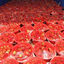 好吃便宜的九九草莓，有大量现货，欢迎来现场观察挑选
