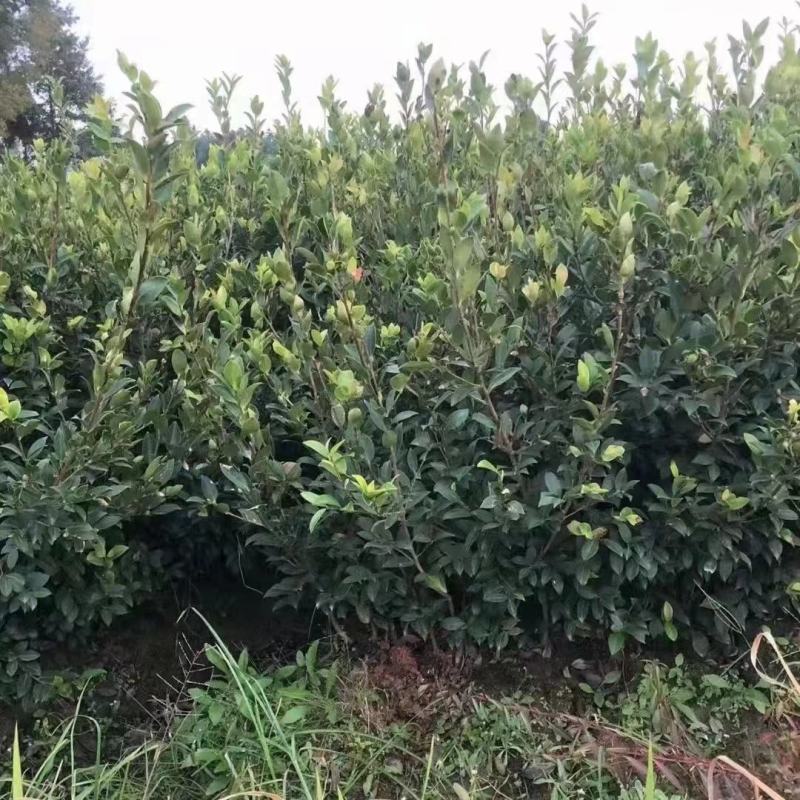 供应嫁接油茶苗江西油茶长林系列包售后包成活包技术指导