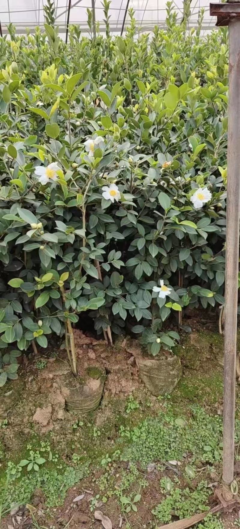 供应嫁接油茶苗江西油茶长林系列包售后包成活包技术指导