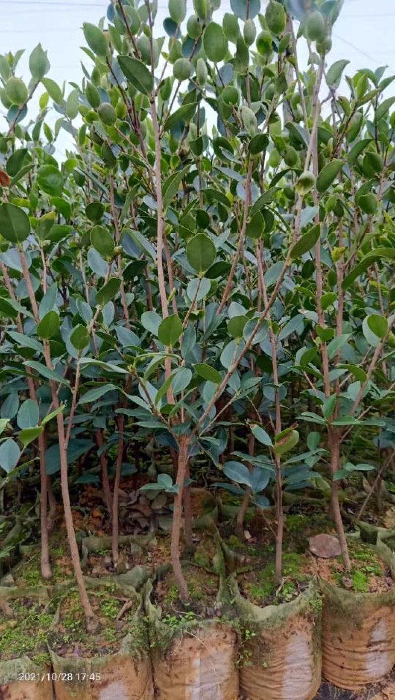 供应嫁接油茶苗江西油茶长林系列包售后包成活包技术指导