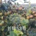 供应嫁接油茶苗江西油茶长林系列包售后包成活包技术指导