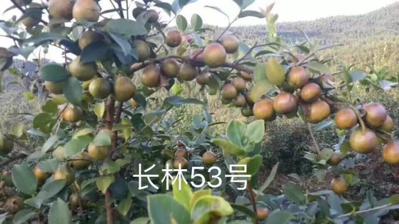 供应嫁接油茶苗江西油茶长林系列包售后包成活包技术指导