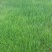 草坪种子紫羊茅种子进口优质新货供应量大优惠