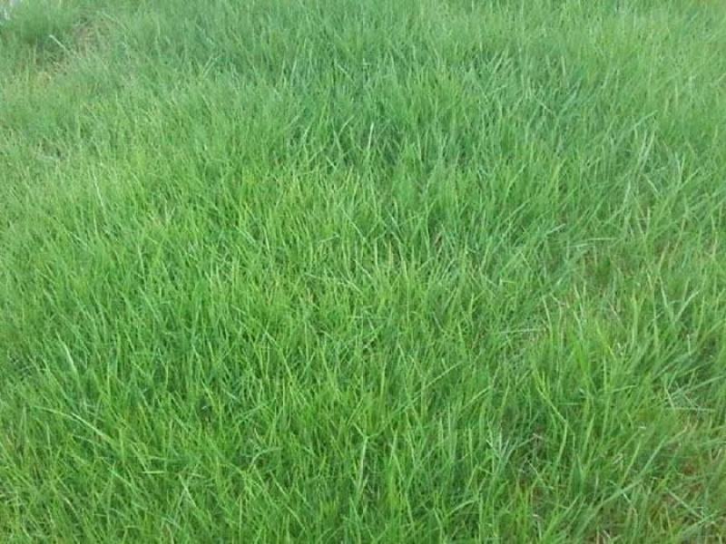草坪种子紫羊茅种子进口优质新货供应量大优惠