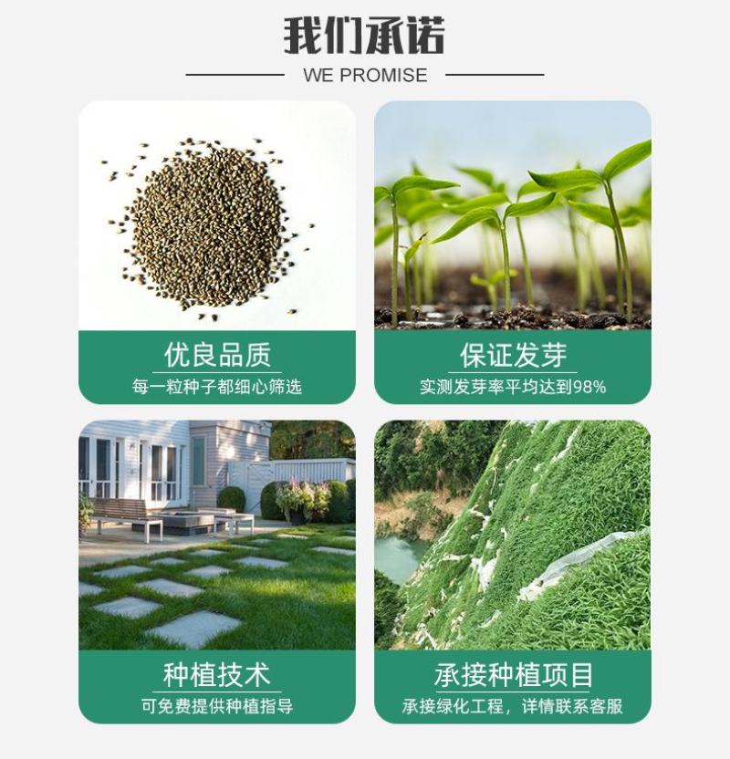 草坪种子紫羊茅种子进口优质新货供应量大优惠