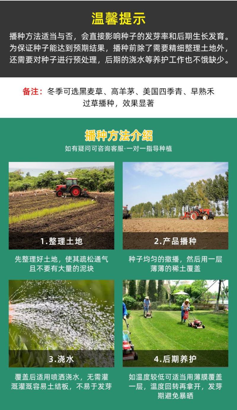 草坪种子紫羊茅种子进口优质新货供应量大优惠